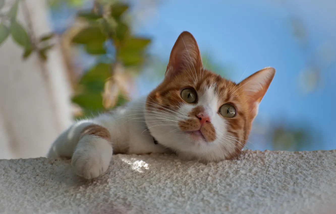 Photo wallpaper look, legs, muzzle, cat