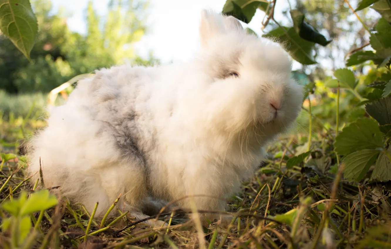 Photo wallpaper face, rabbit, nose