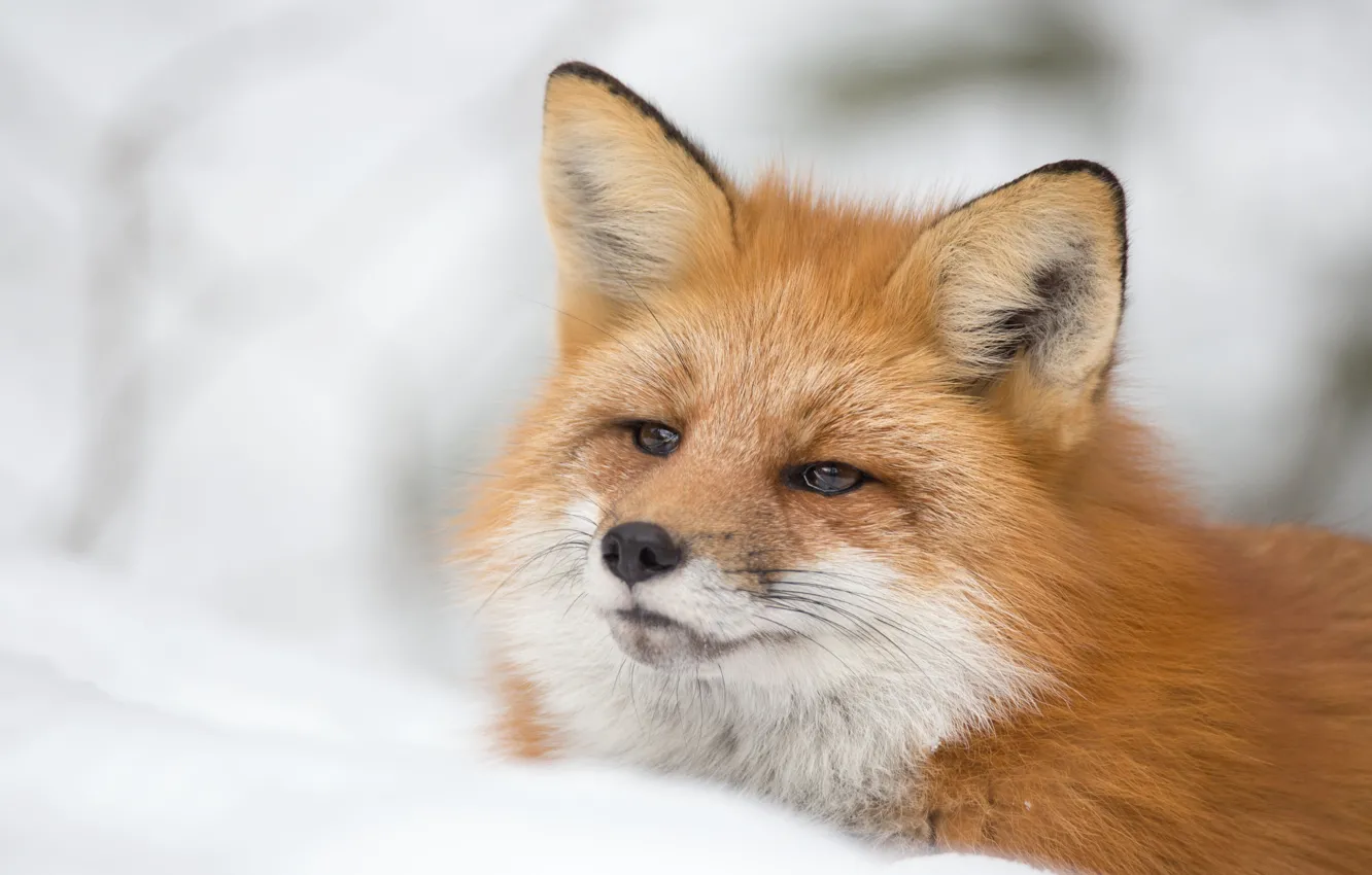 Photo wallpaper face, snow, Fox, red