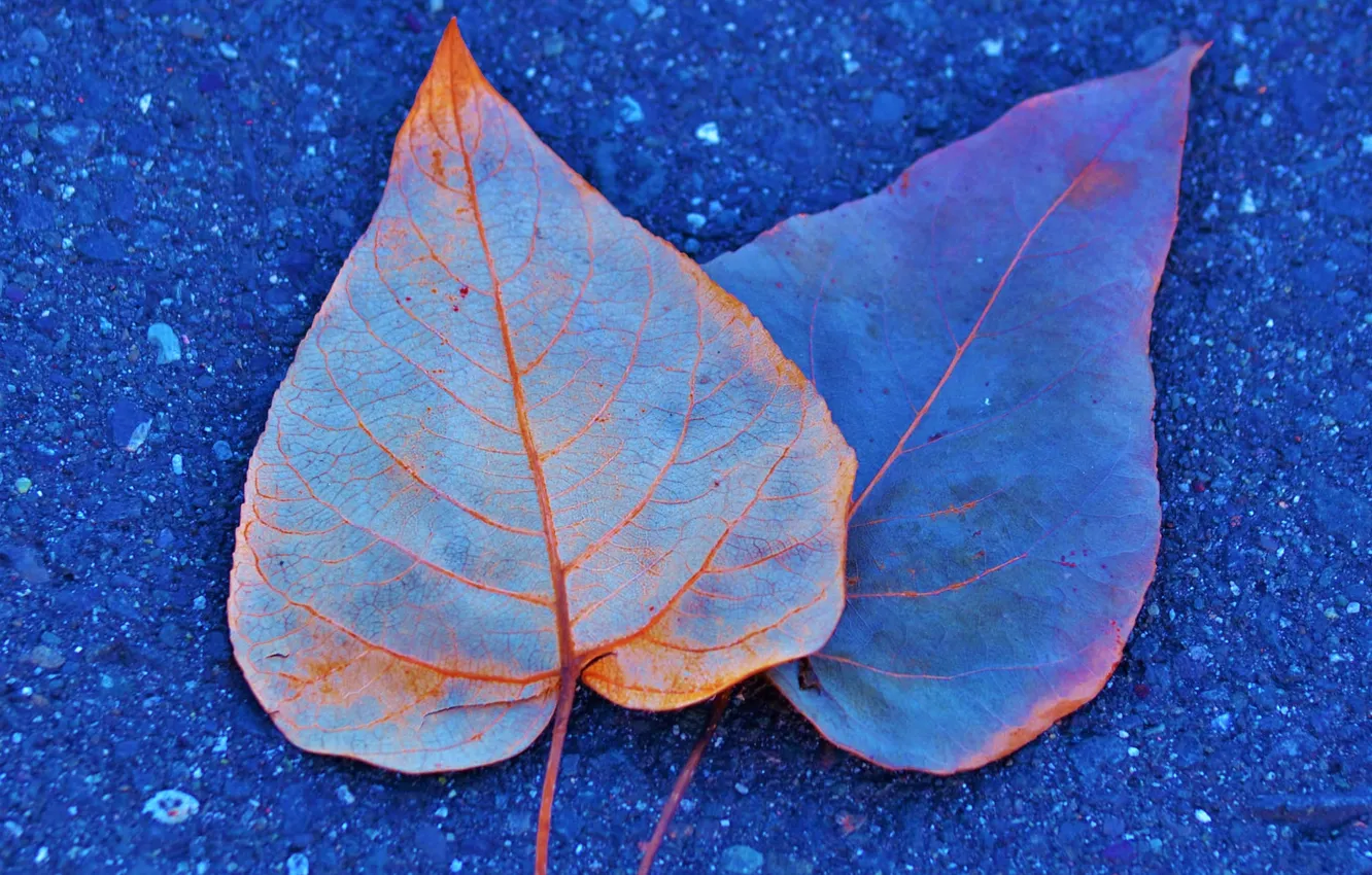 Photo wallpaper autumn, asphalt, leaves, paint