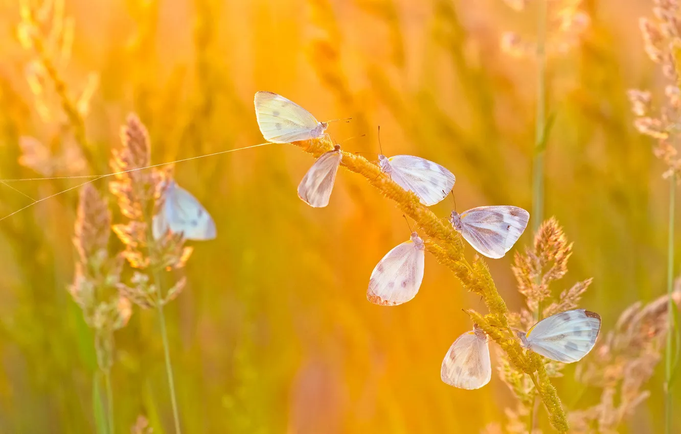 Photo wallpaper macro, light, butterfly, glade, stem, spikelets, white, orange background