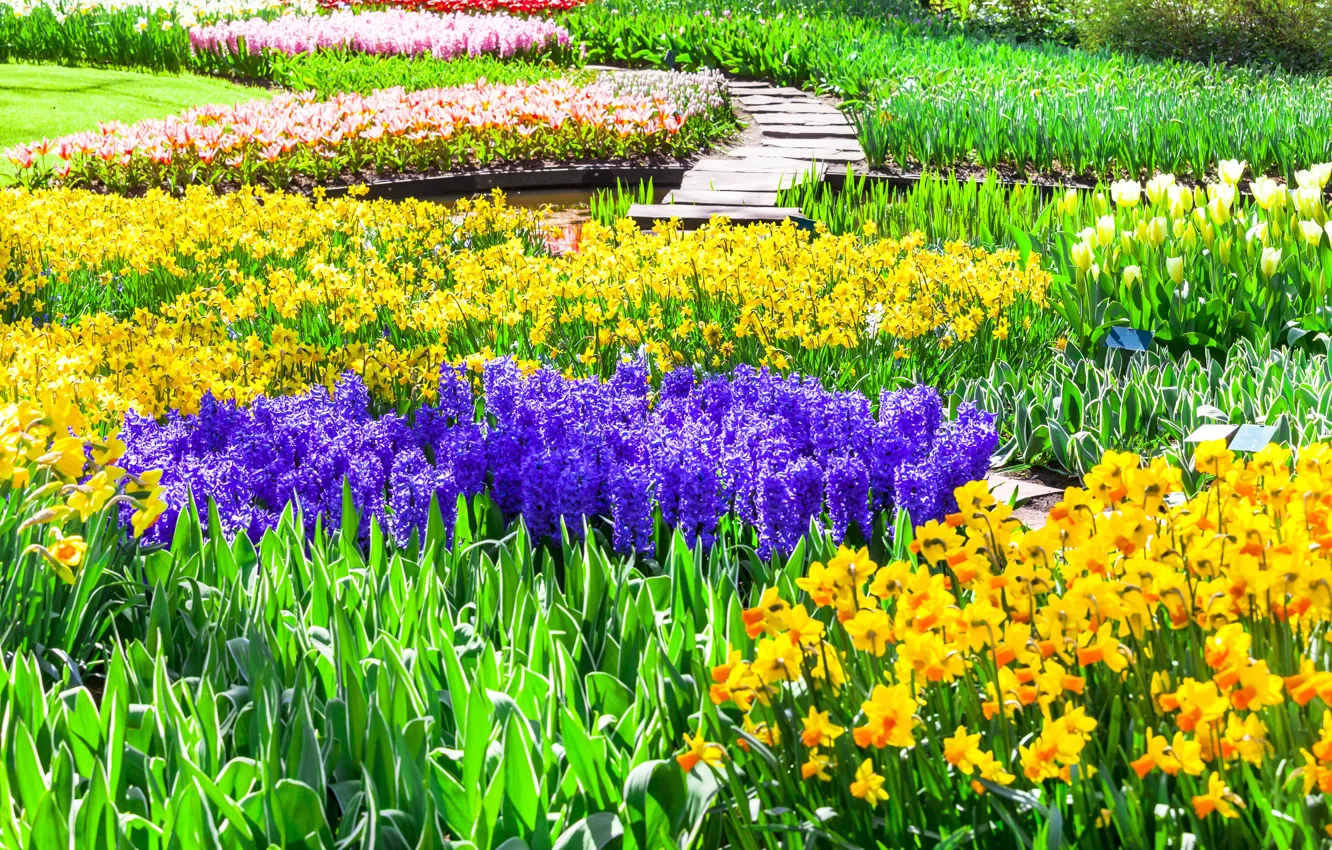 Photo wallpaper flowers, Park, tulips, Netherlands, colorful, daffodils, Keukenhof, hyacinths