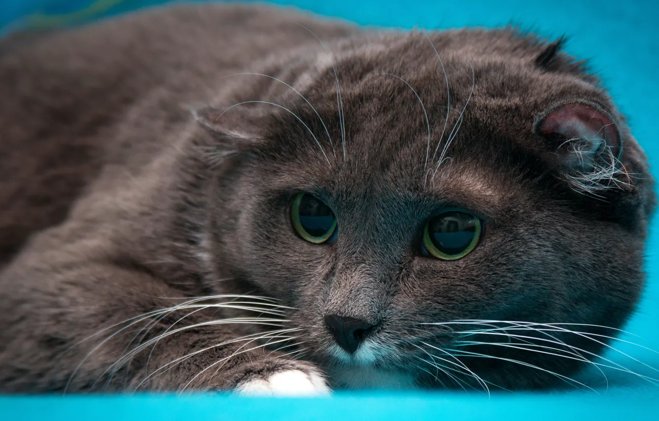 Photo wallpaper cat, eyes, cat, look, face, grey, portrait, fold