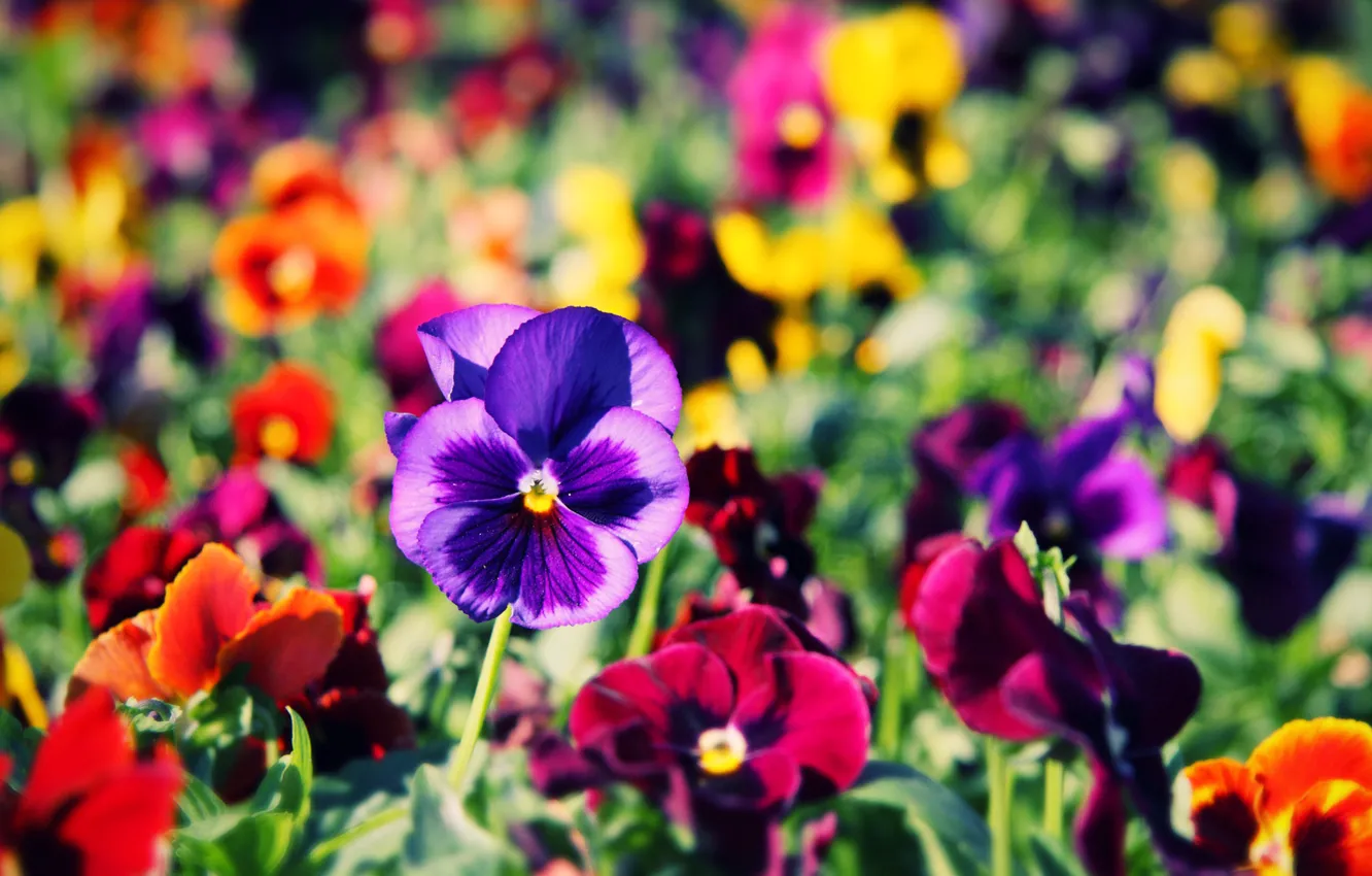 Photo wallpaper field, nature, petals, meadow, flowerbed