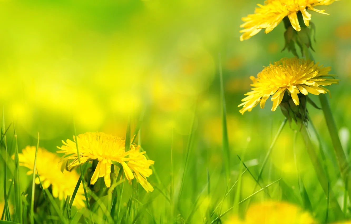 Photo wallpaper nature, dandelion, grass, weed, nature, dandelion