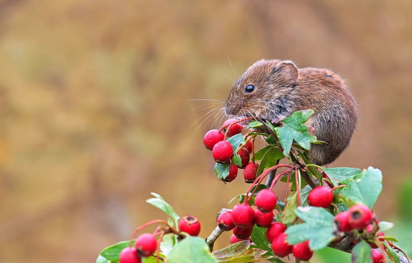 Photo wallpaper mouse, bush, Small, hawthorn
