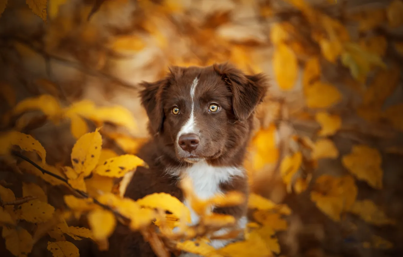 Photo wallpaper autumn, look, leaves, branches, dog, face, bokeh