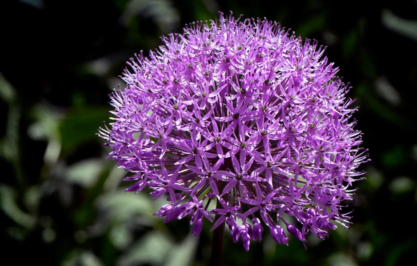 Photo wallpaper macro, nature, paint, petals, inflorescence