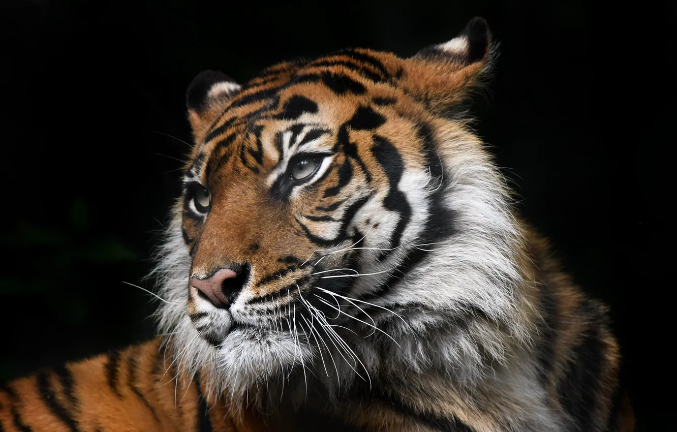 Photo wallpaper tiger, background, beast