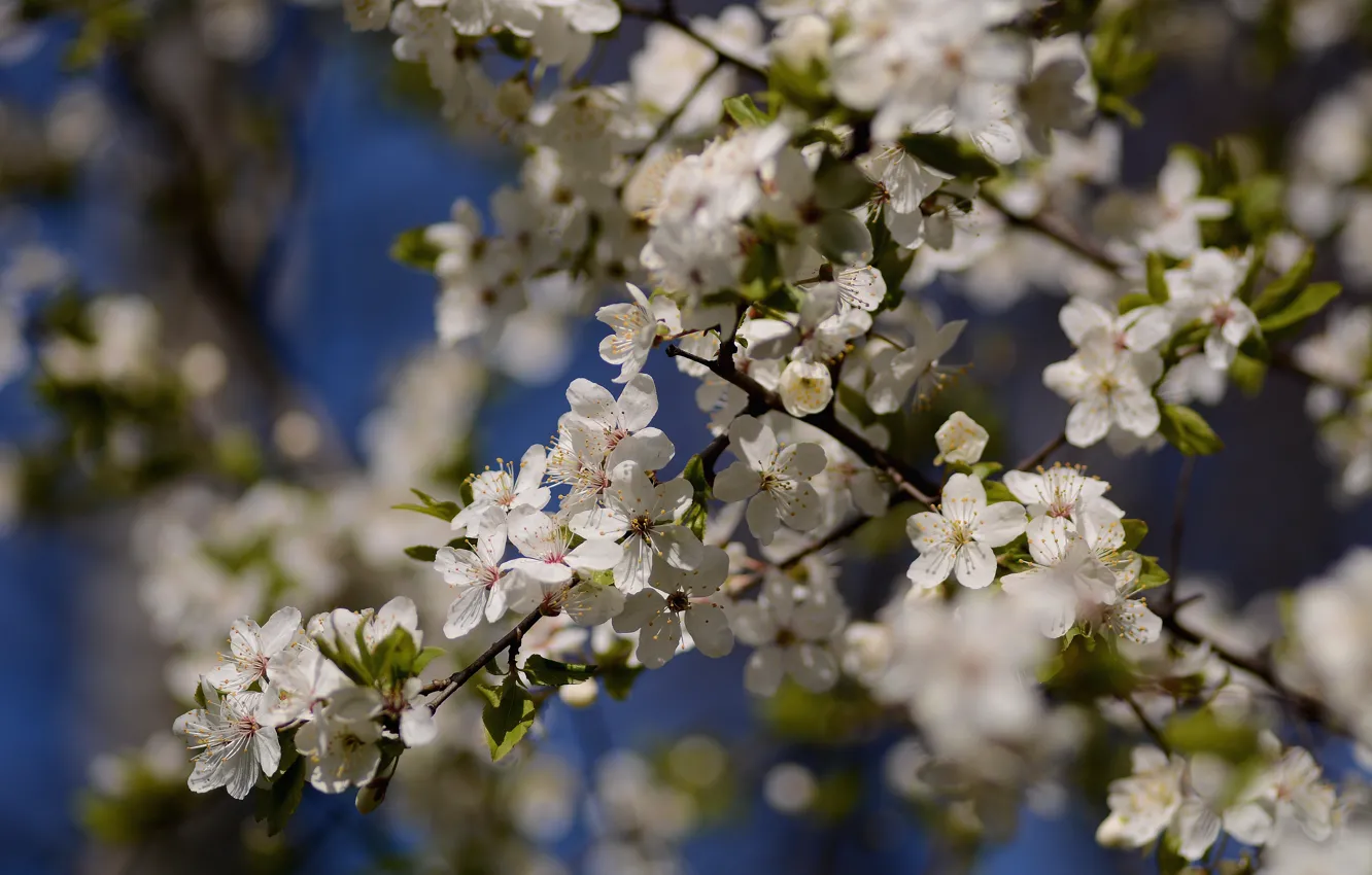 Photo wallpaper the sky, cherry, spring, flowering