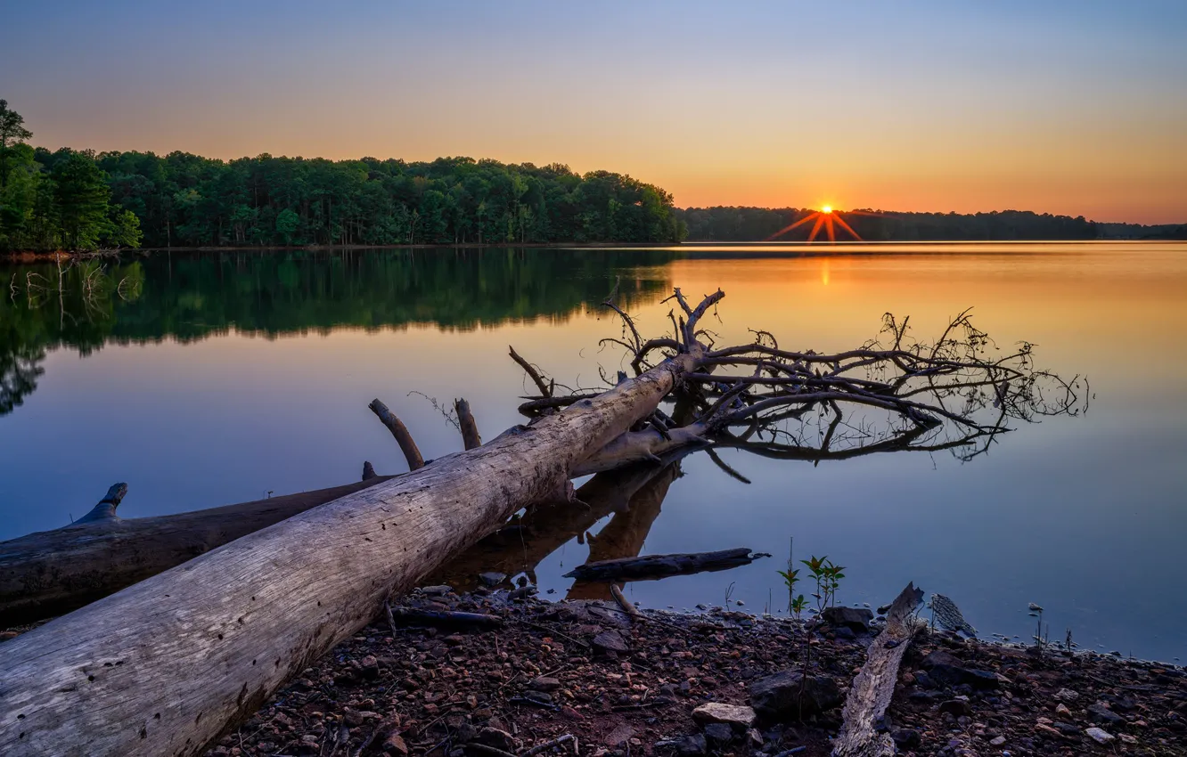 Photo wallpaper forest, sunset, shore, snag, log, pond