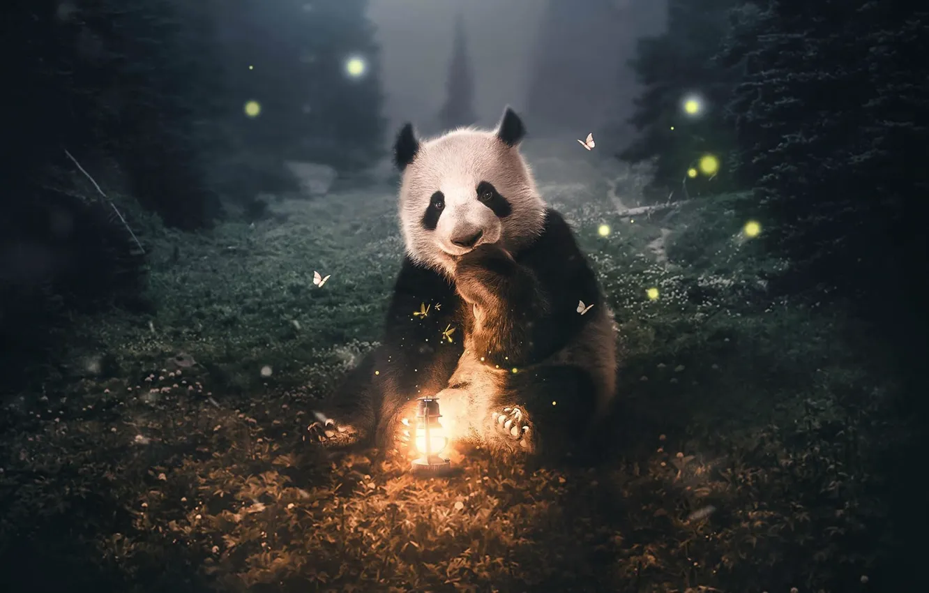 Photo wallpaper night, insects, Panda, lantern, bear, Zenja Gammer