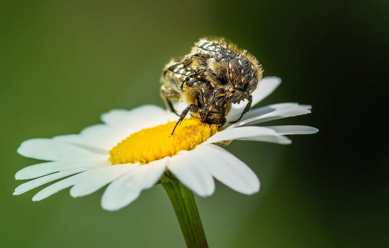 Photo wallpaper flower, macro, beetle, Daisy, bugs, a couple, two, lovers