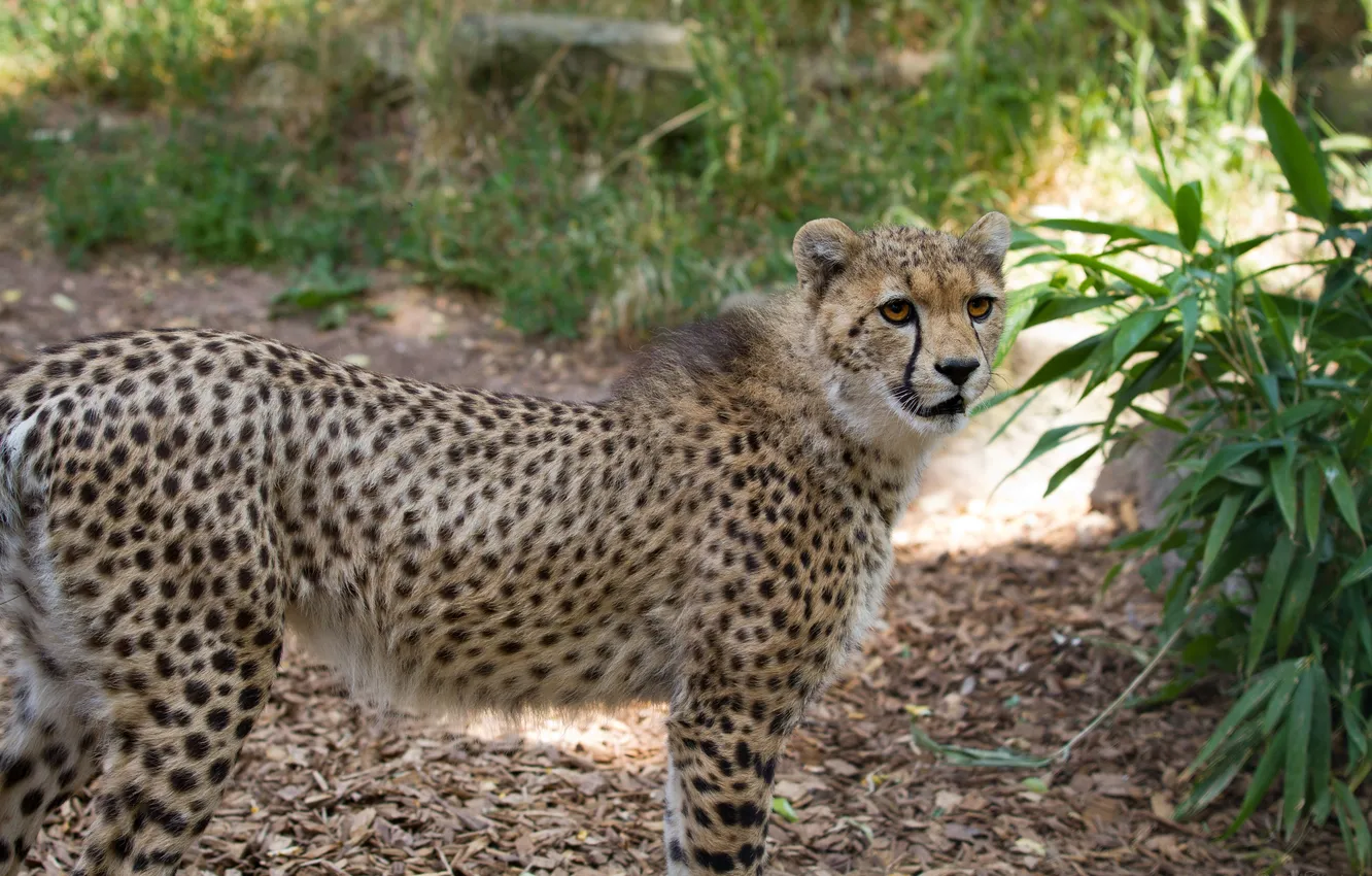 Photo wallpaper cat, Cheetah, cub