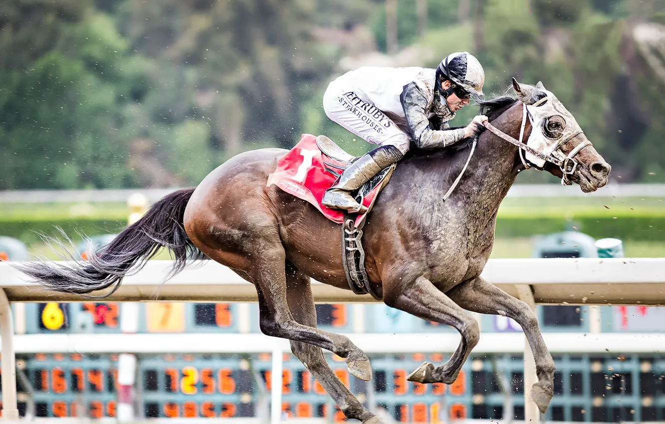 Photo wallpaper horse, race, sport, rider