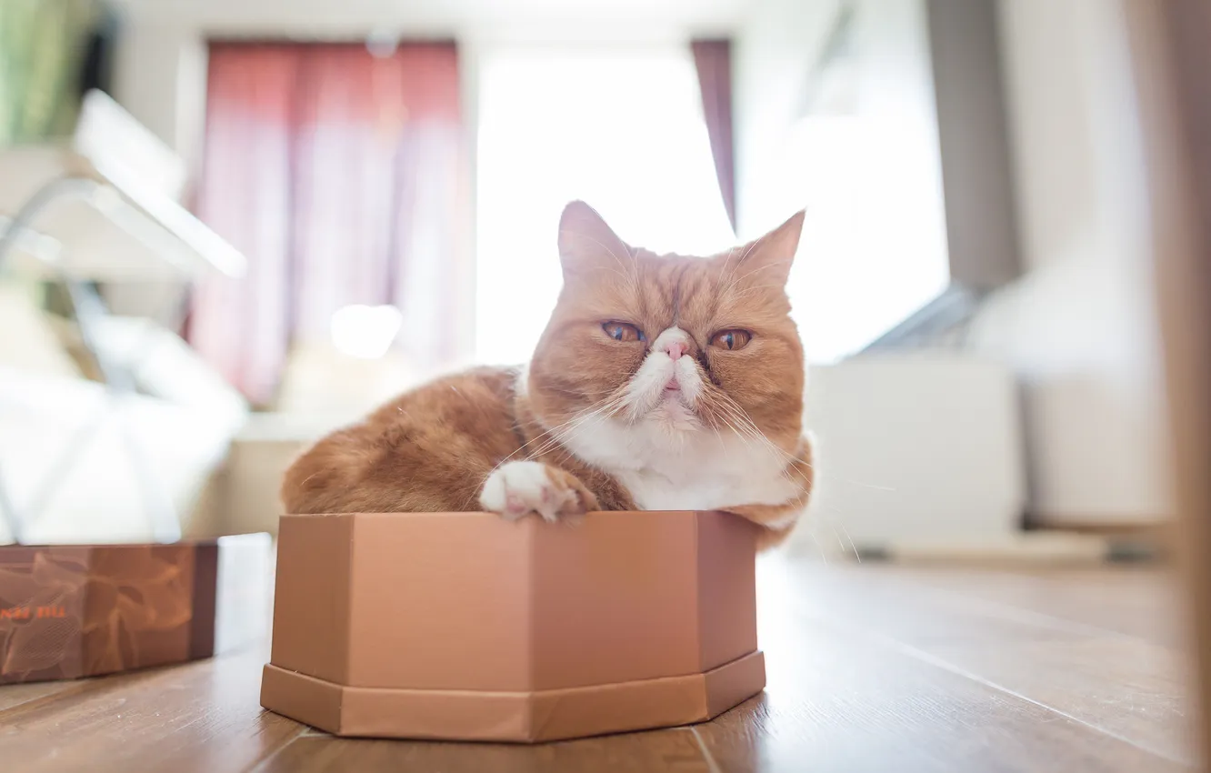Photo wallpaper cat, box, exotic
