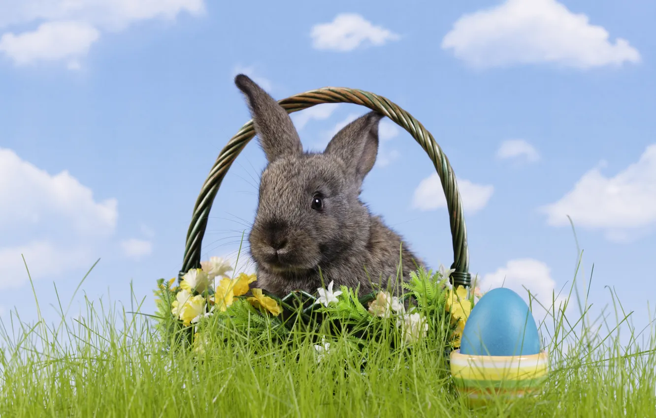 Photo wallpaper grass, flowers, basket, egg, rabbit, Easter, easter