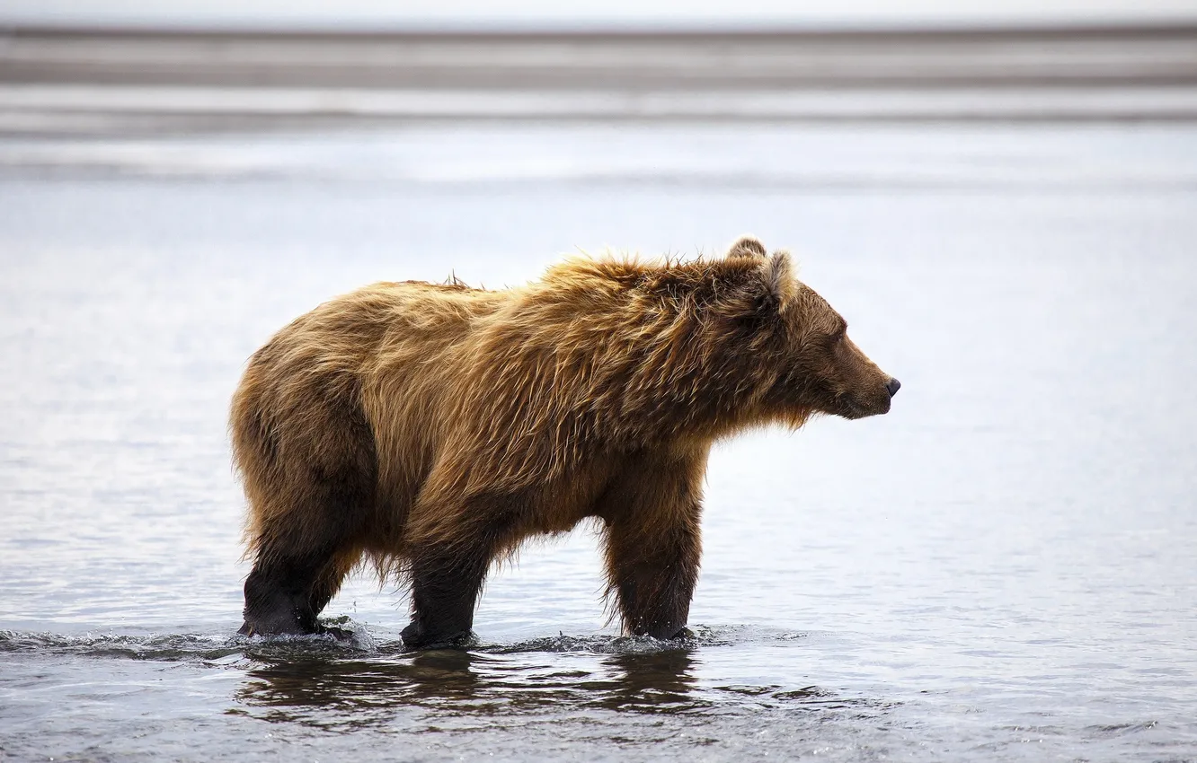 Photo wallpaper water, shore, bear, profile