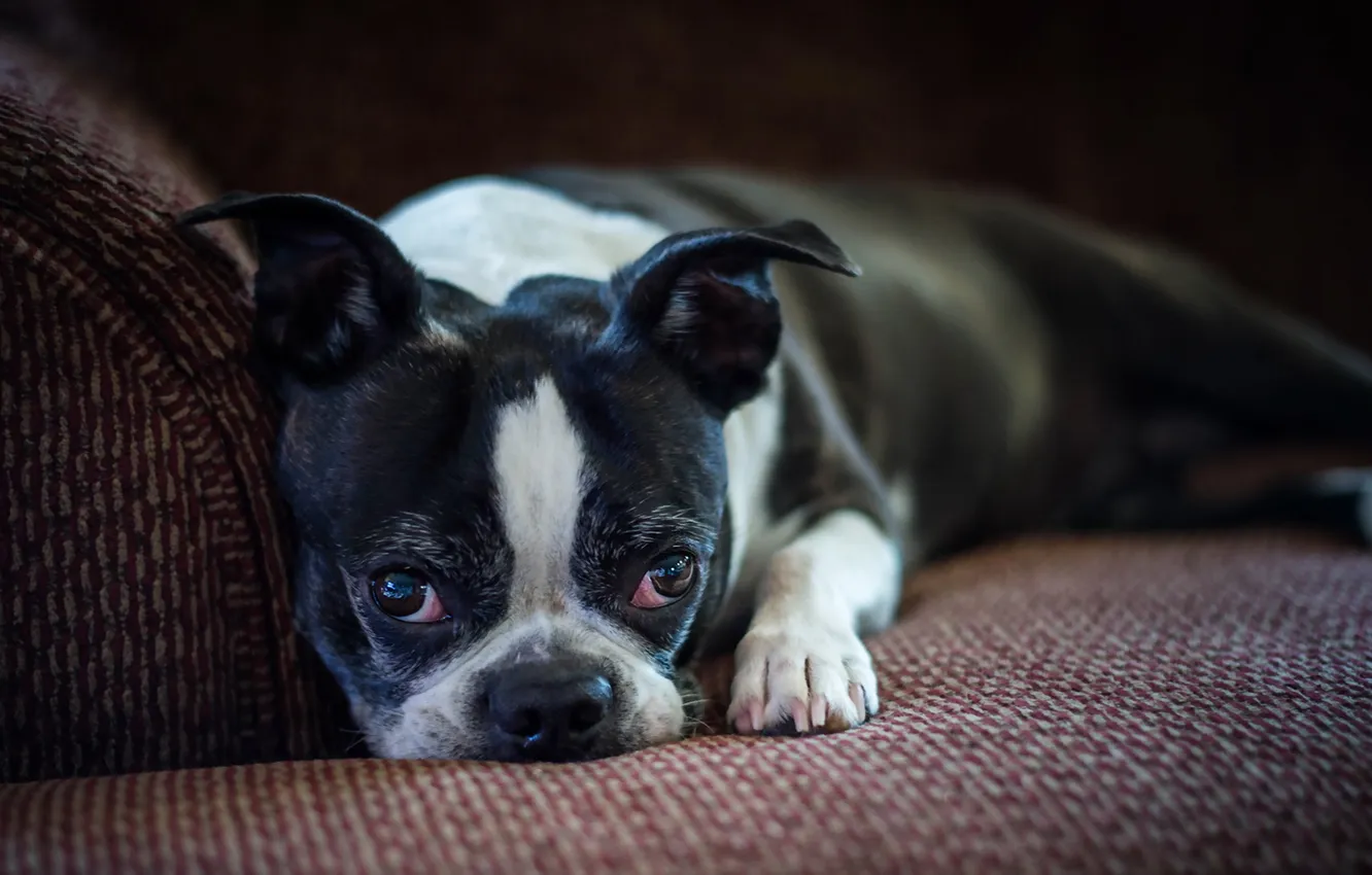 Photo wallpaper look, each, dog