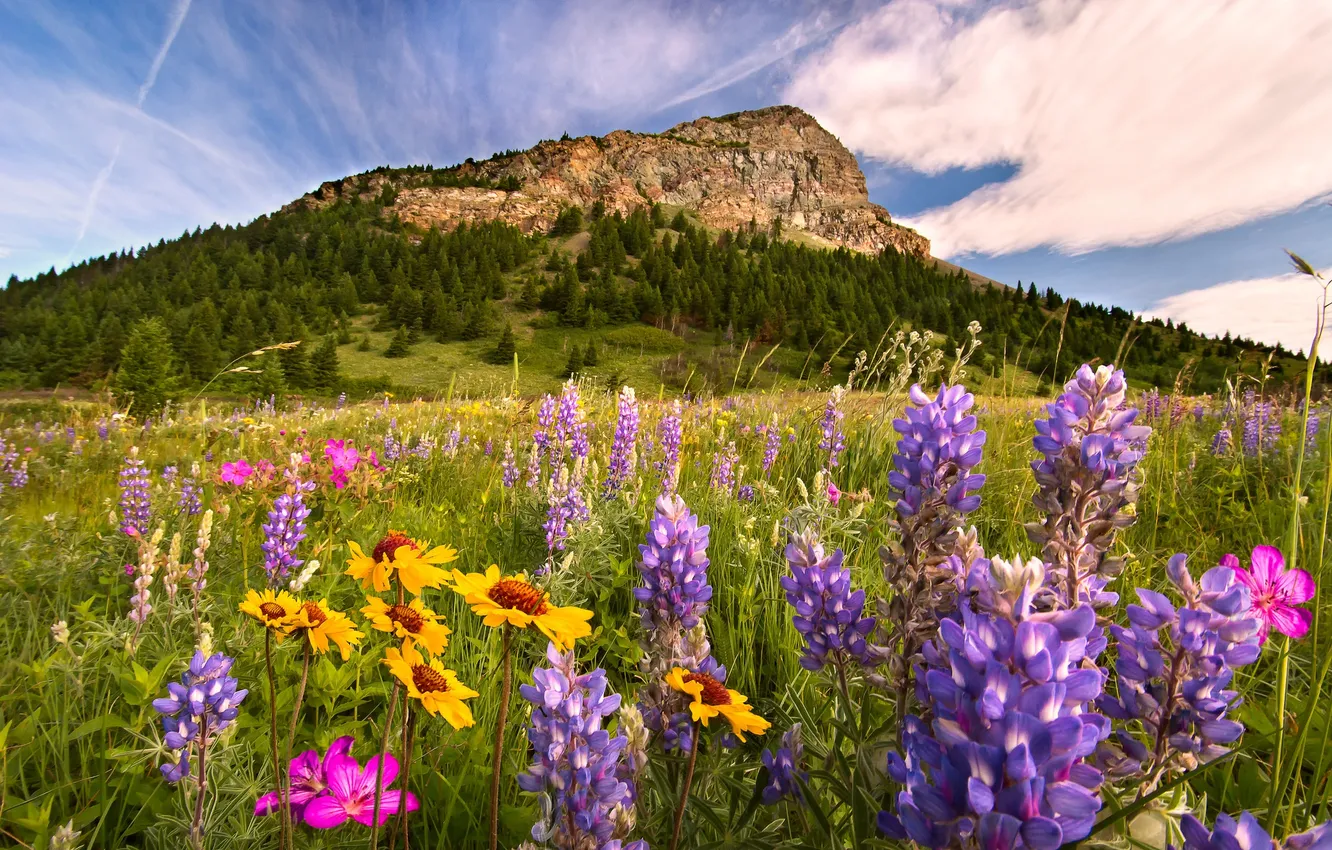 Photo wallpaper flowers, mountains, meadow, Canada, Albert, Alberta, Canada, Rocky mountains