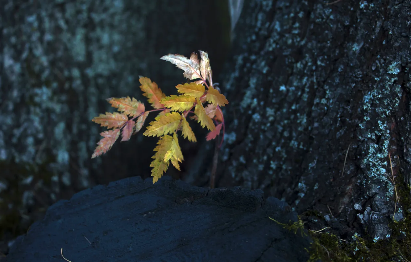 Photo wallpaper autumn, trees, real photo