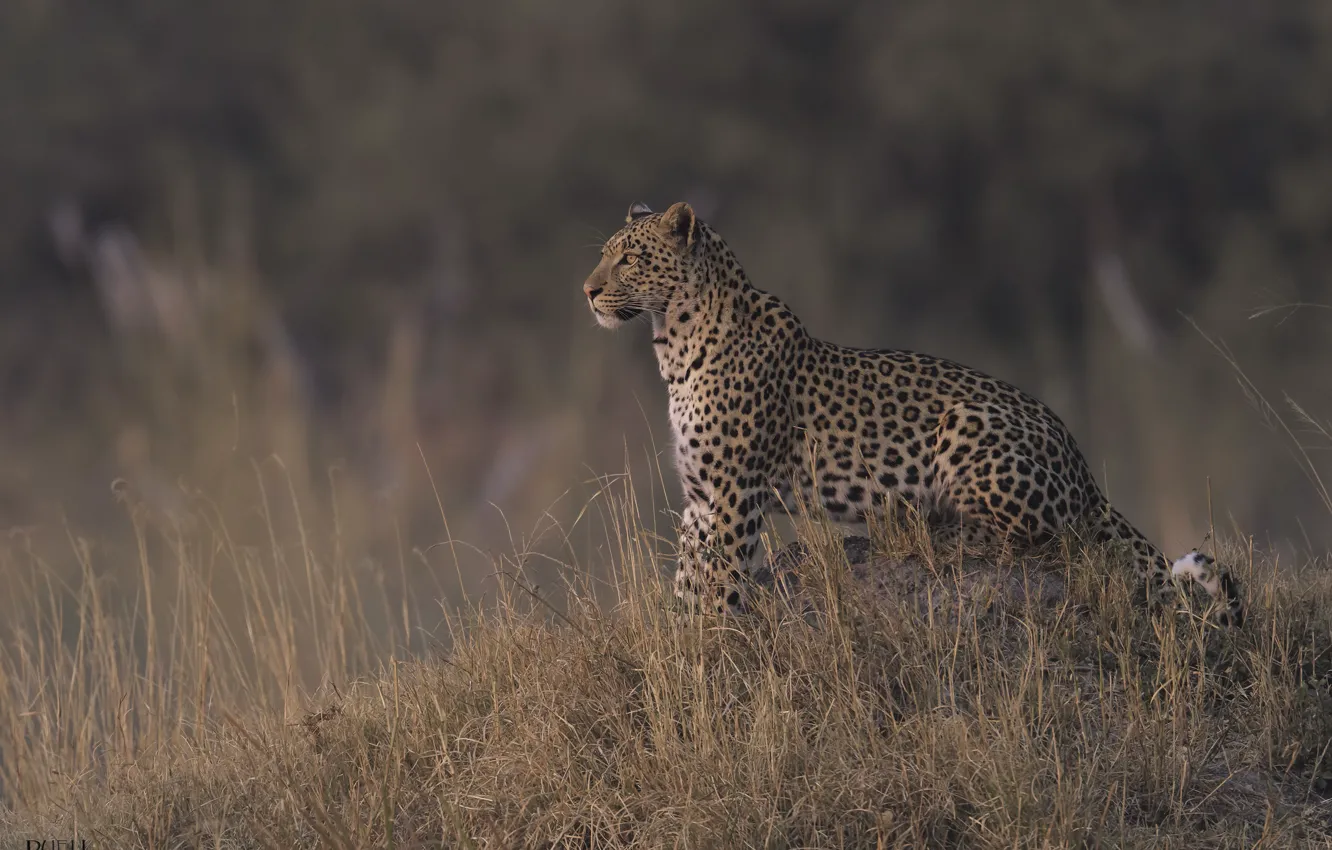 Photo wallpaper nature, leopard, dry grass, DUELL ©