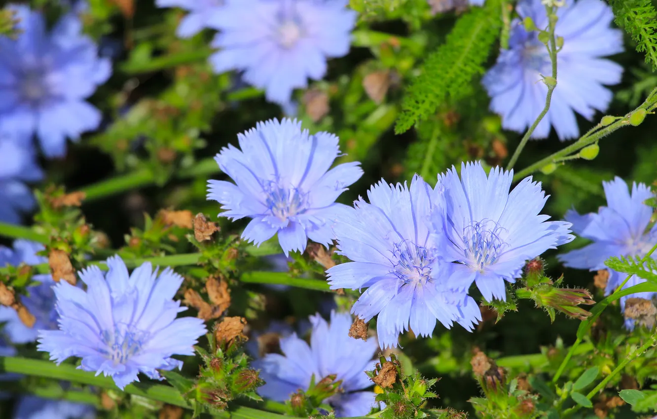 Photo wallpaper flower, blue, meadow