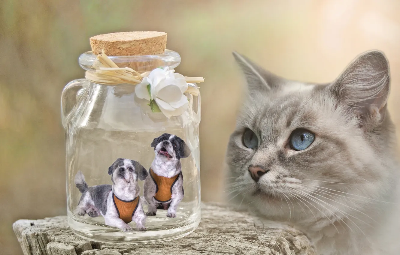 Photo wallpaper bottle, Ragdoll, in banks, look, tube, glass, Bank, stump