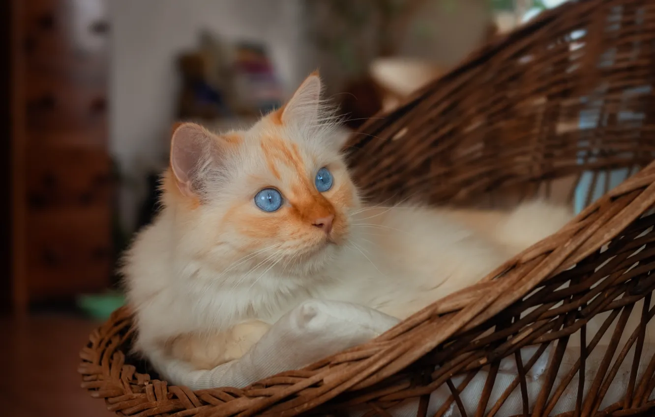 Photo wallpaper pose, look, cat, face, cat