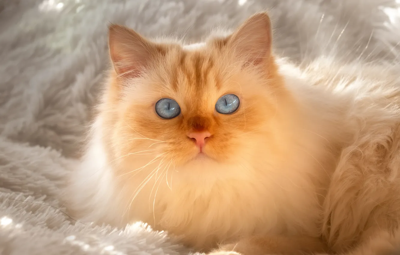 Photo wallpaper cat, cat, light, fur