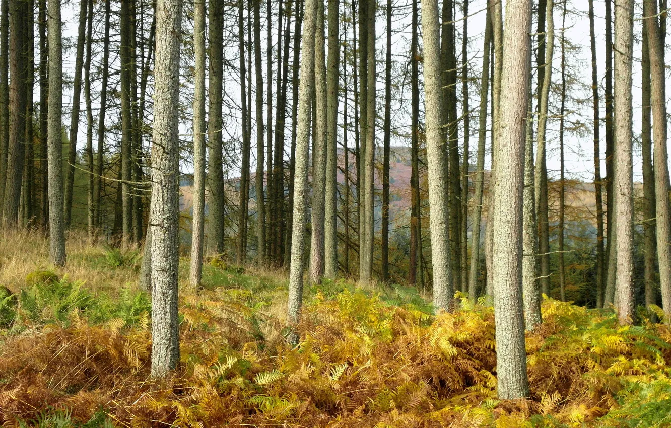 Photo wallpaper autumn, forest, grass, trees, mountains