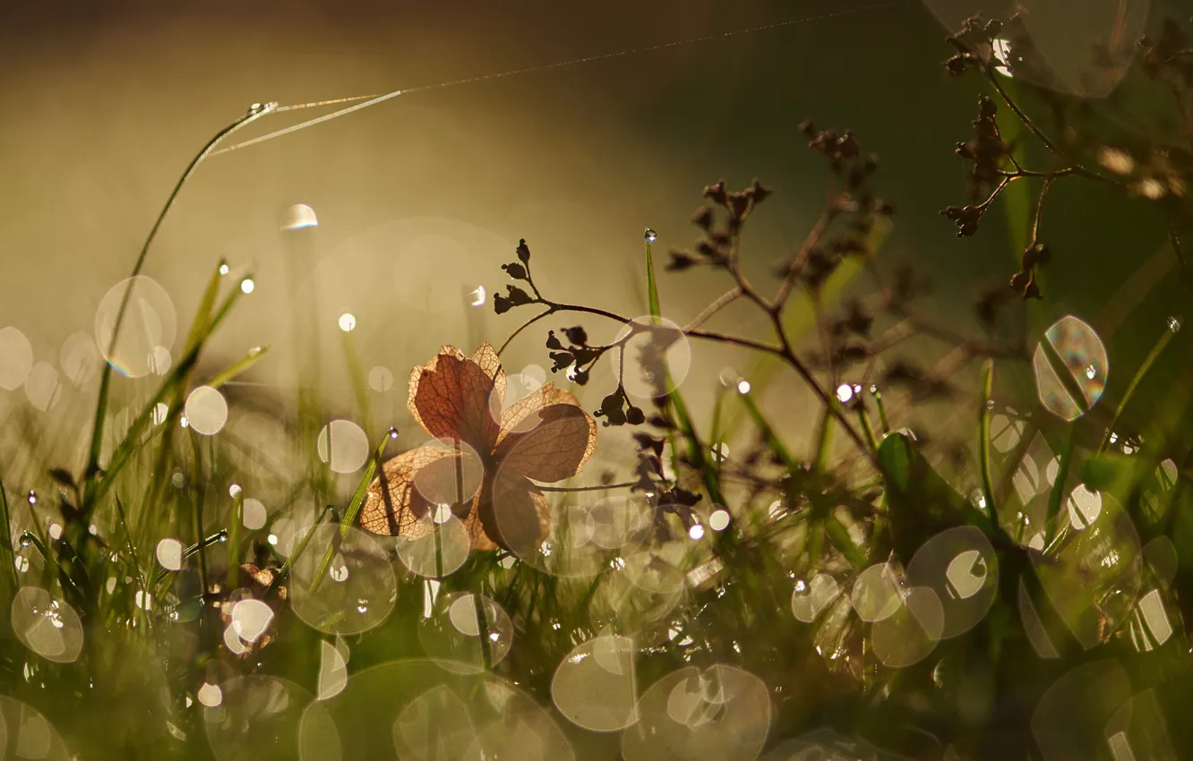 Photo wallpaper grass, macro, Rosa, glare, morning
