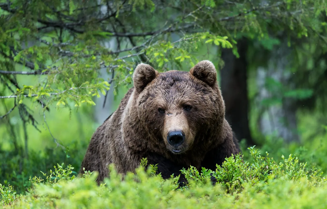 Photo wallpaper forest, face, branches, thickets, bear, the bushes