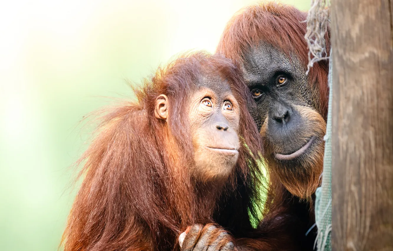 Photo wallpaper look, face, trees, pose, portrait, monkey, a couple, orangutan