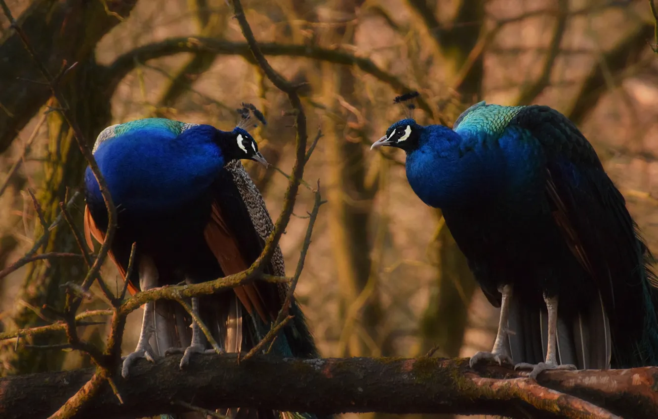 Photo wallpaper birds, branches, nature, tree, pair, peacock, two, blue