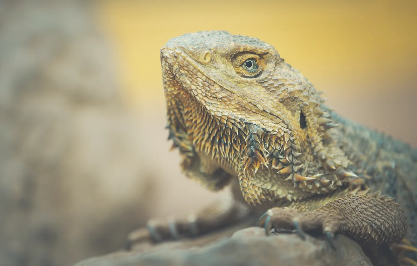 Photo wallpaper nature, reptile, Bearded Dragon