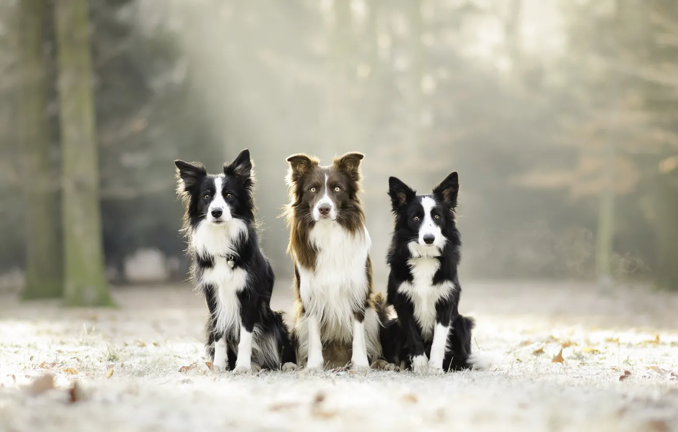 Photo wallpaper nature, background, dog