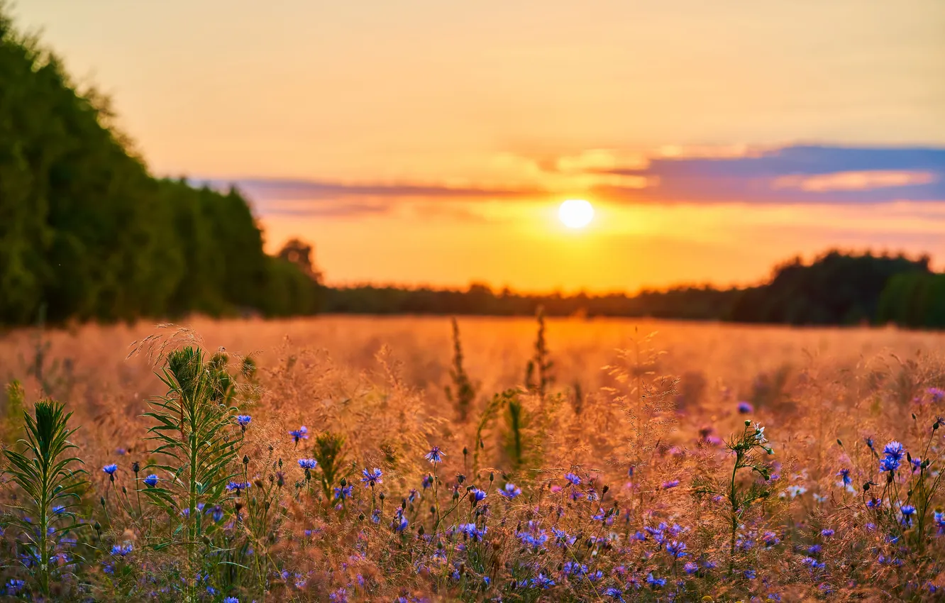 Photo wallpaper summer, flower, landscape, sunset