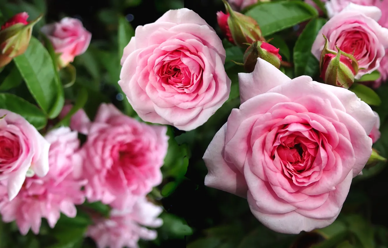 Photo wallpaper leaves, flowers, roses, garden, pink, buds, lush, rose Bush