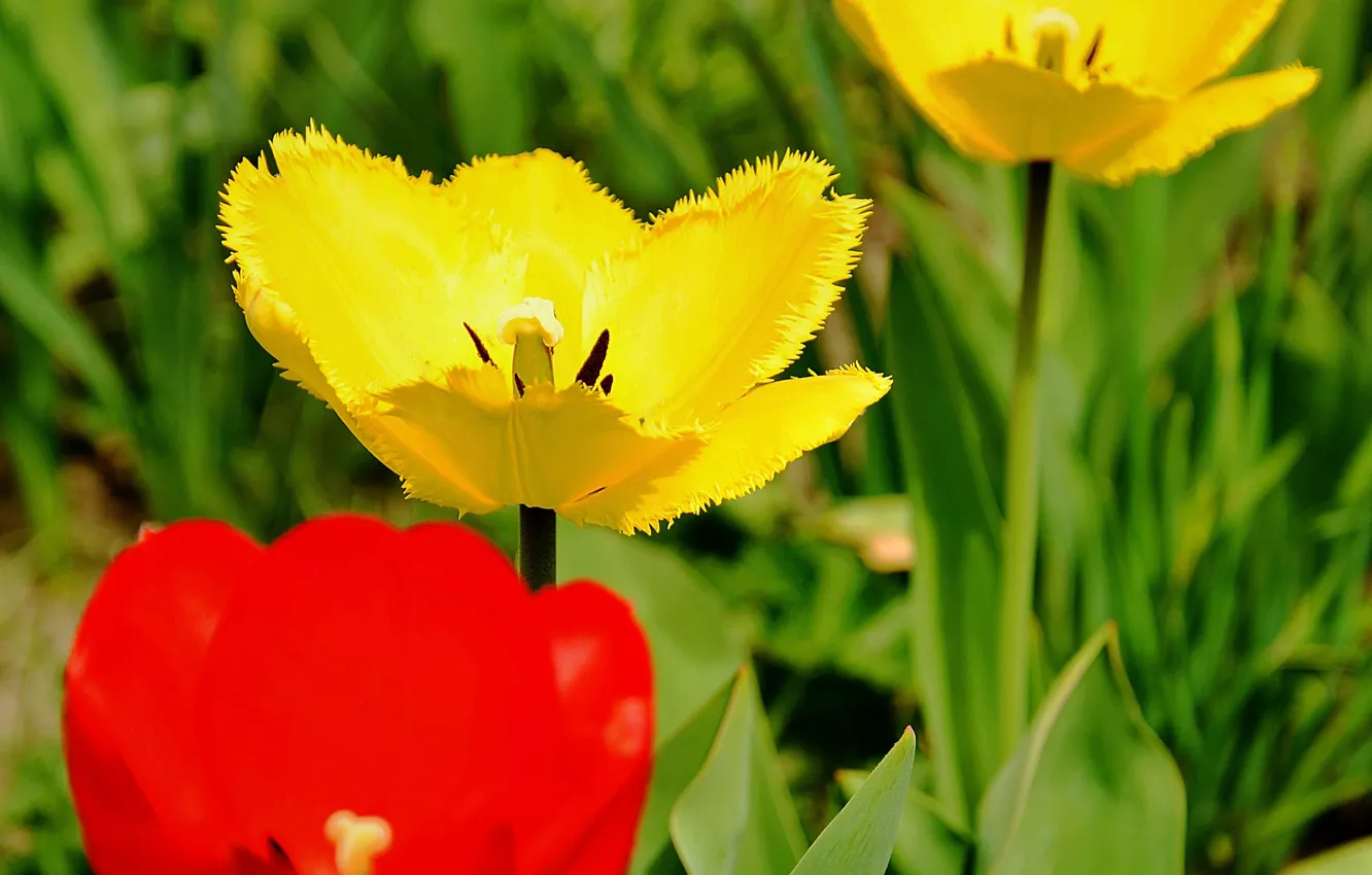 Photo wallpaper tulips, red, red, yellow, yellow, Tulips