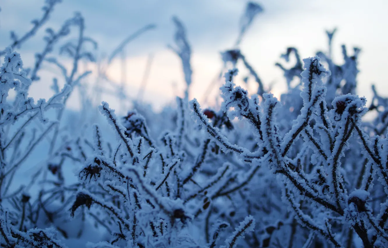 Photo wallpaper winter, frost, the sky, snow, nature, beauty, frost, walk