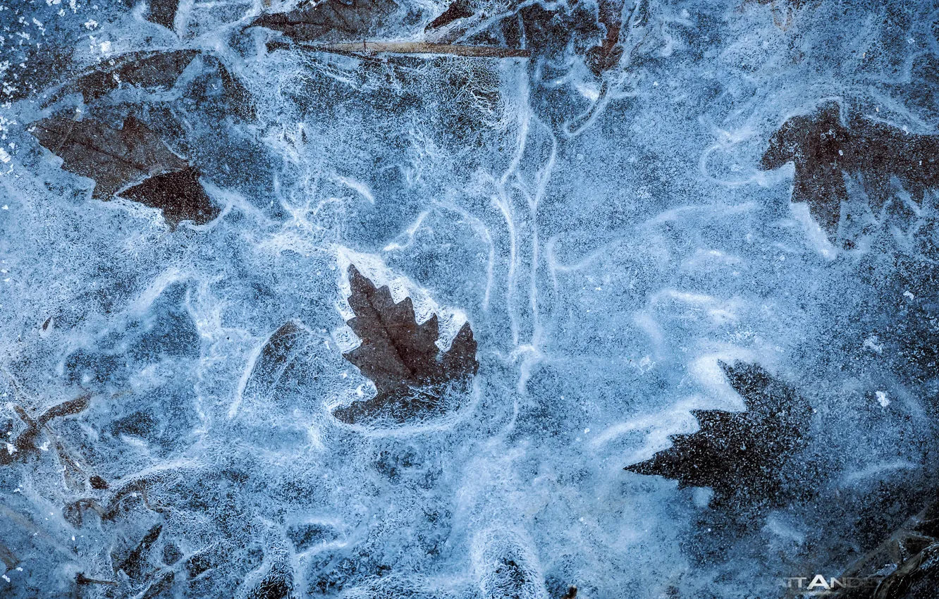 Photo wallpaper ice, winter, autumn, macro, foliage, texture, Dry