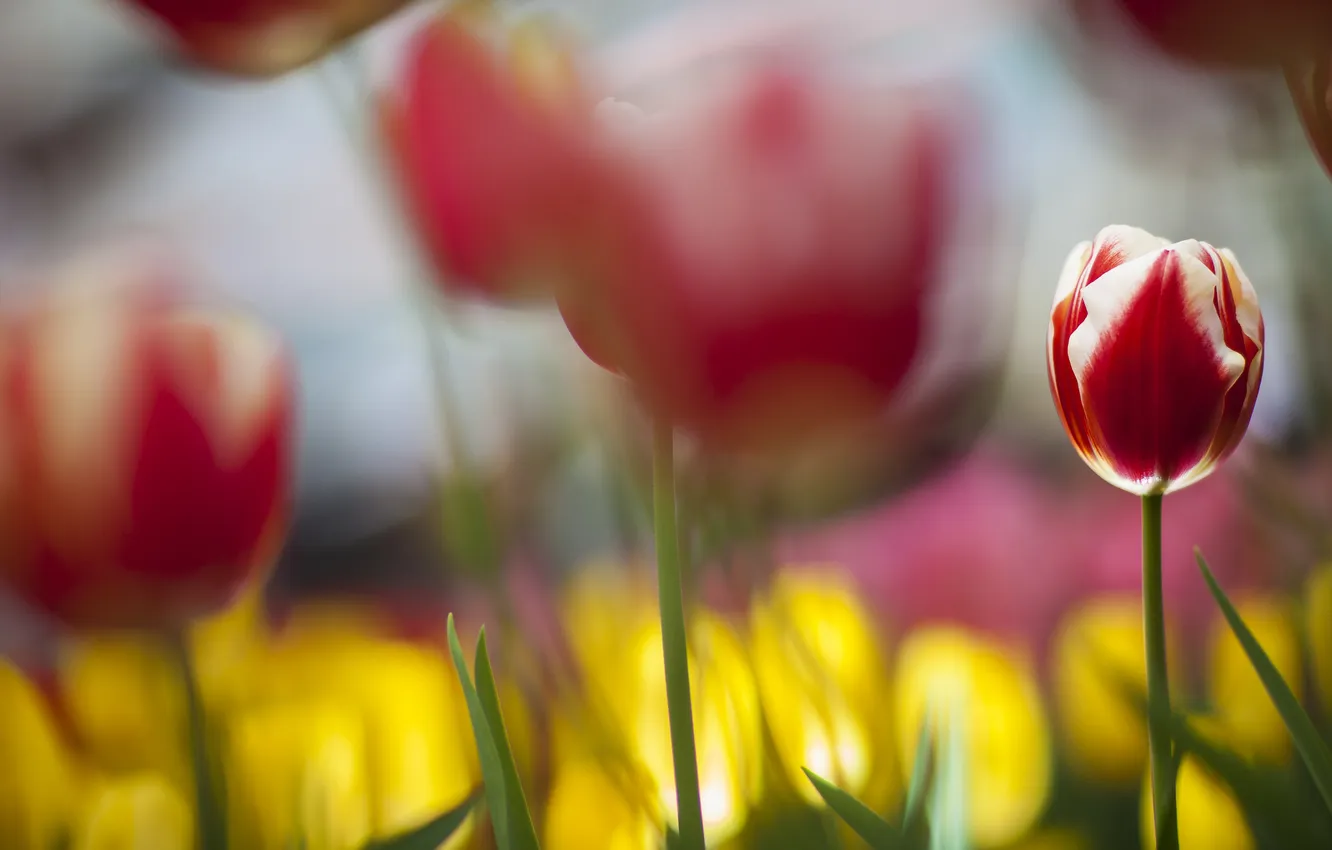 Photo wallpaper flowers, focus, tulips, Red-white