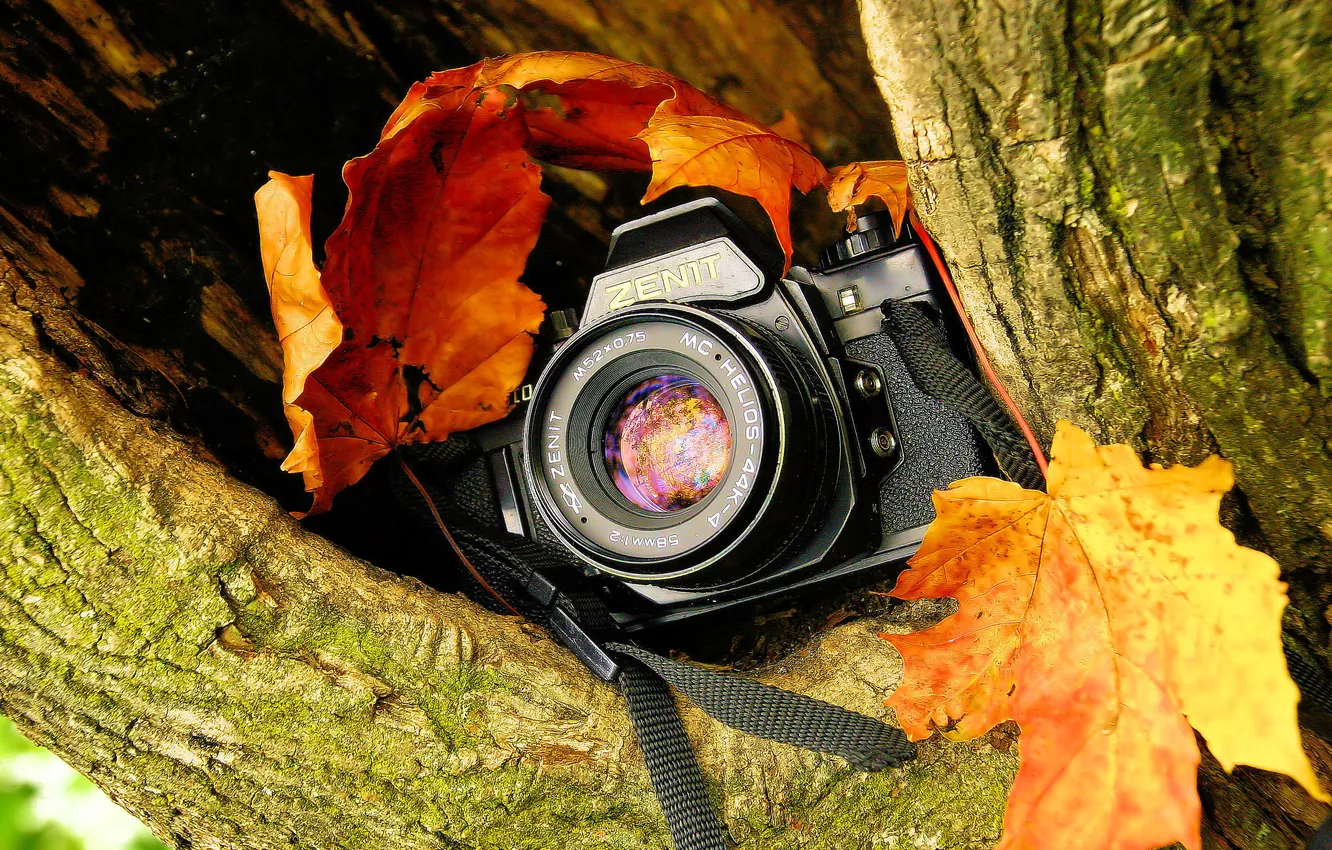 Photo wallpaper trees, cleft, the camera, red-yellow foliage, single lens reflex cameras, mirror, "Zenit"