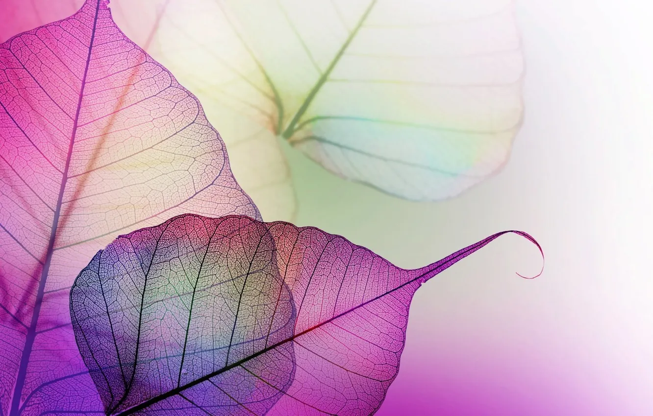 Photo wallpaper leaves, transparency, macro