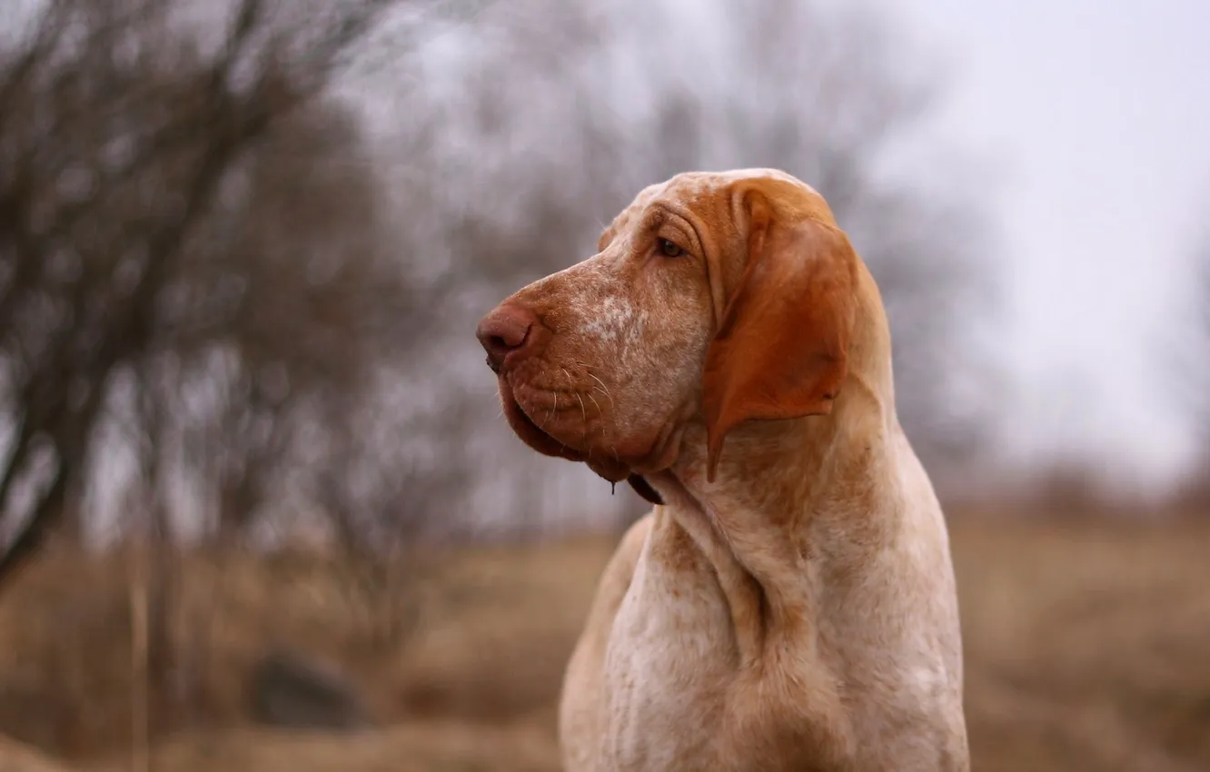 Photo wallpaper look, each, dog