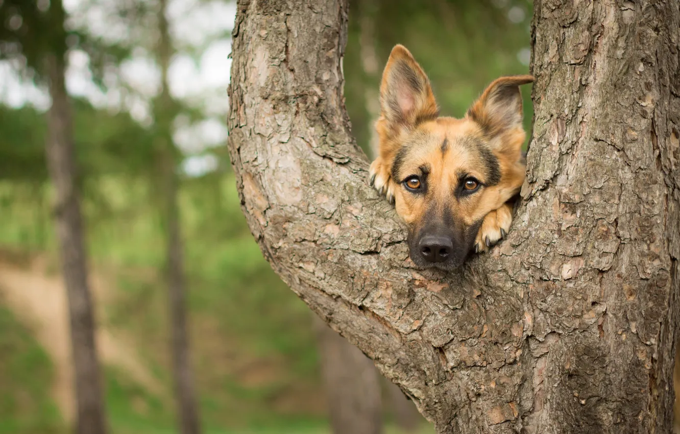 Photo wallpaper look, trees, each, dog