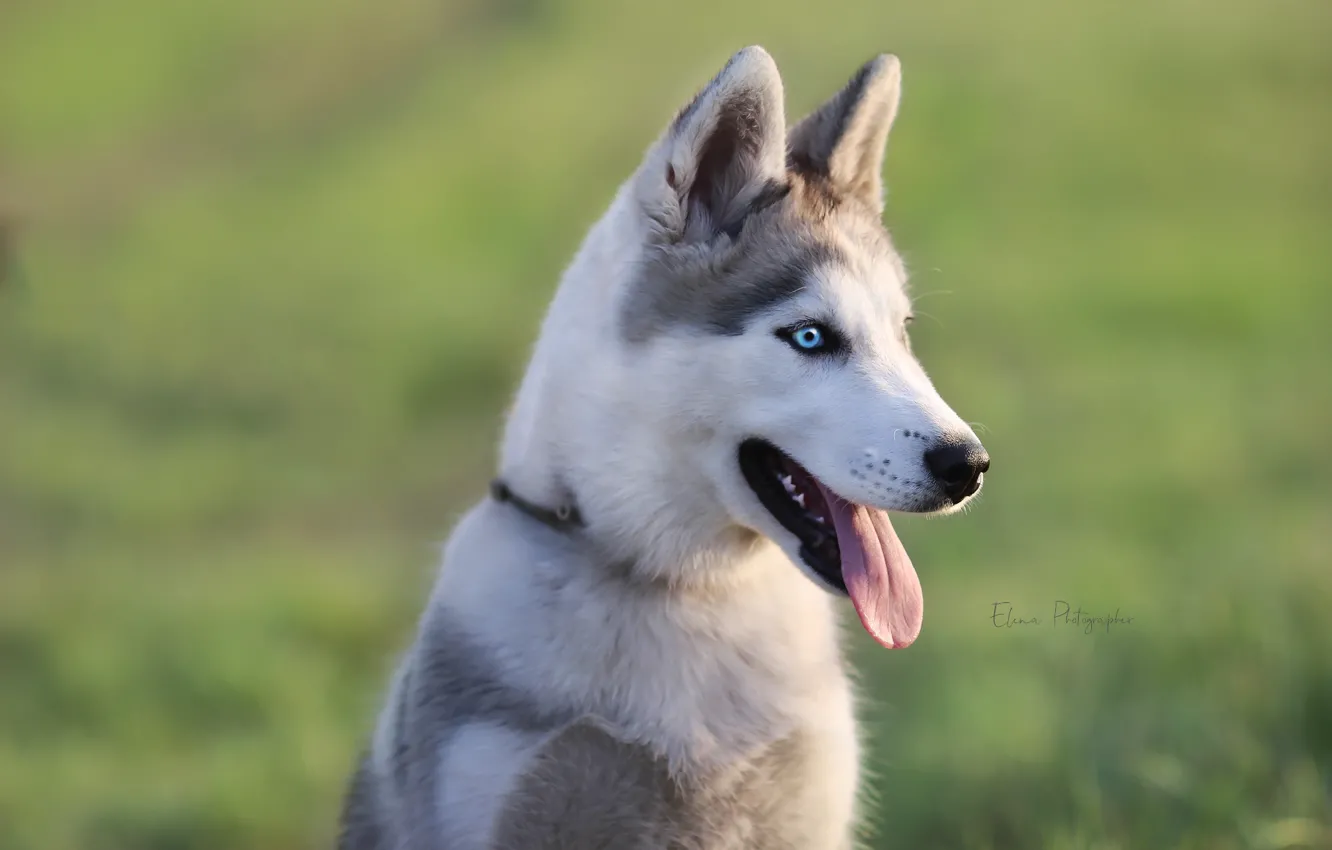 Photo wallpaper language, look, background, each, puppy, husky