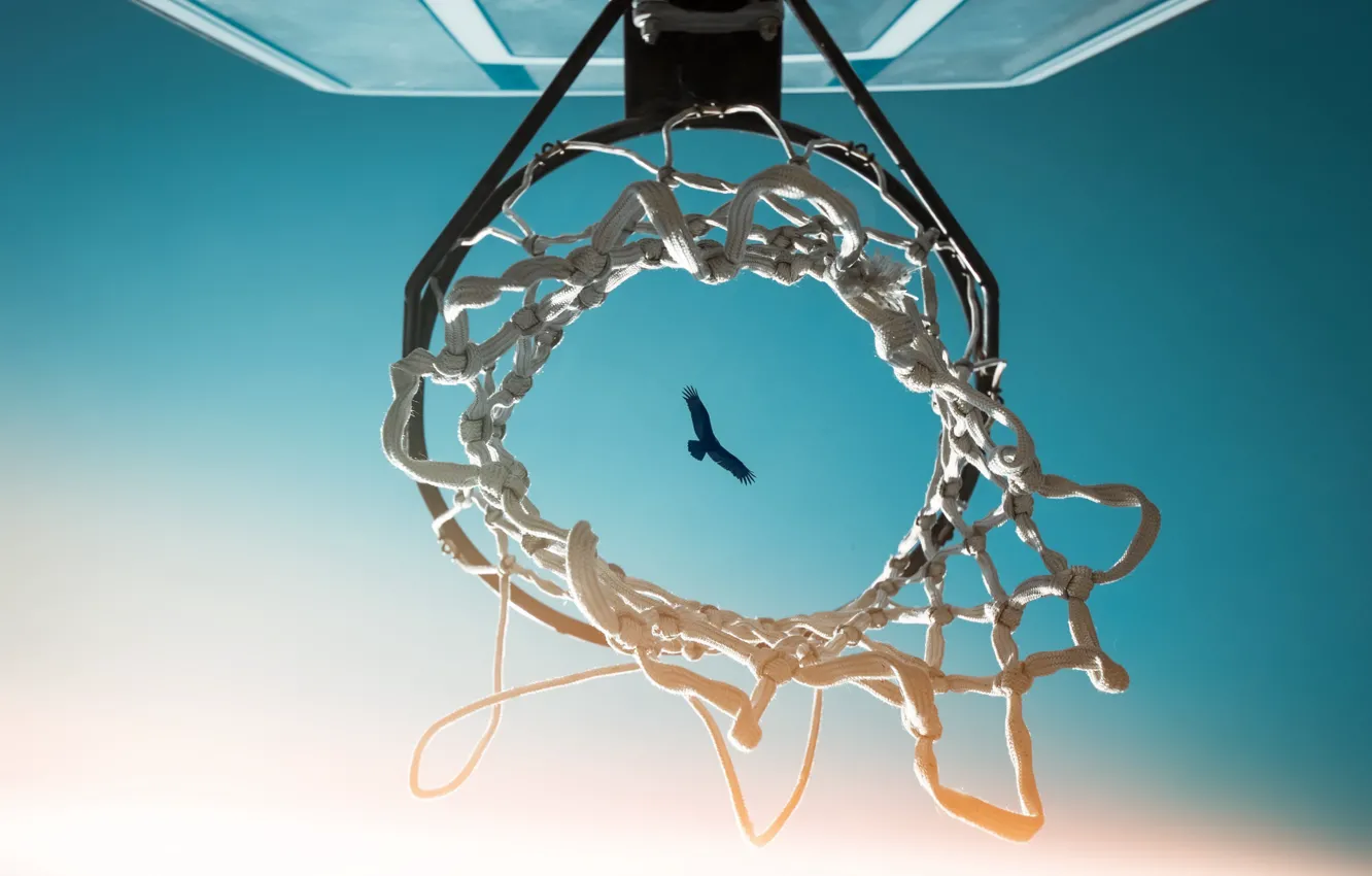 Photo wallpaper the sky, bird, ring, shield, basketball