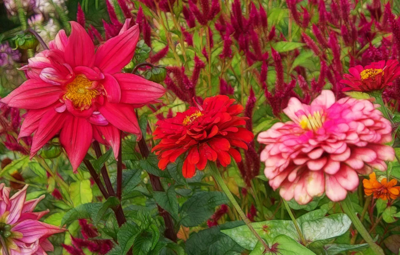 Photo wallpaper flowers, treatment, zinnia, computer design